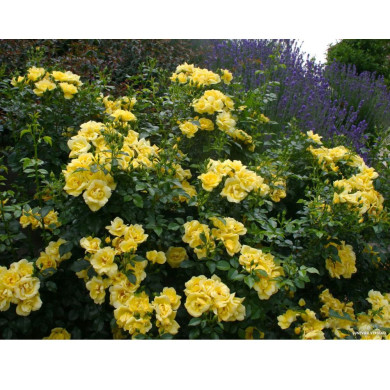 Rosier paysager DECOROSIERS® Suneva®