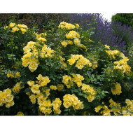 Rosier paysager DECOROSIERS® Suneva®