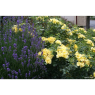 Rosier paysager DECOROSIERS® Suneva®