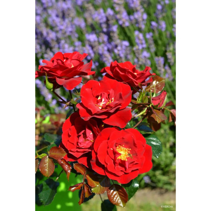 Rosier paysager DECOROSIERS® New Vesuvia®
