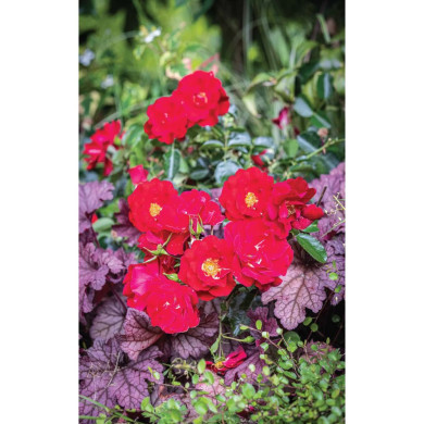 Rosier paysager DECOROSIERS® New Vesuvia®