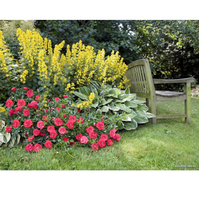 Rosier paysager DECOROSIERS® Kadora®