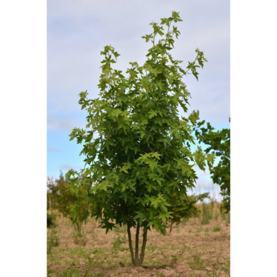 Liquidambar styraciflua