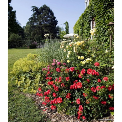 Rosier paysager DECOROSIERS® Kadora®