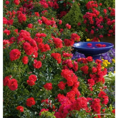 Rosier paysager DECOROSIERS® Kadora®