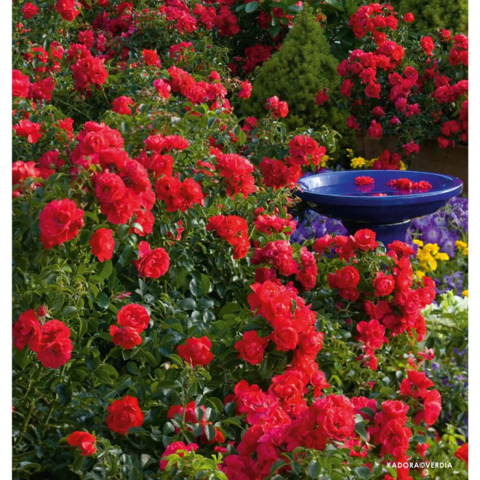 Rosier paysager DECOROSIERS® Kadora®