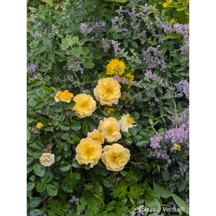 Rosier paysager DECOROSIERS® Soleya®