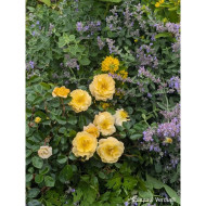 Rosier paysager DECOROSIERS® Soleya®