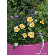 Rosier paysager DECOROSIERS® Soleya®