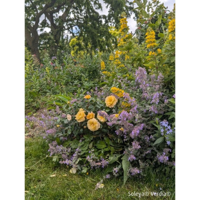 Rosier paysager DECOROSIERS® Soleya®