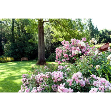 Rosier paysager DECOROSIERS® Mareva®