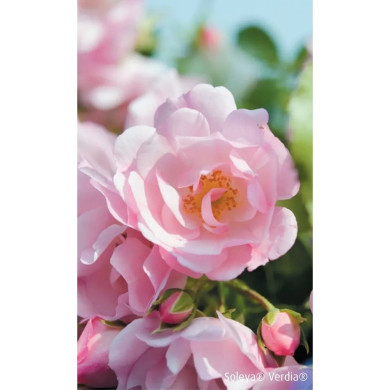 Rosier paysager DECOROSIERS® Mareva®