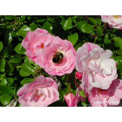 Rosier paysager DECOROSIERS® Mareva®