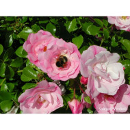 Rosier paysager DECOROSIERS® Mareva®