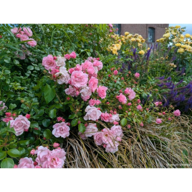 Rosier paysager DECOROSIERS® Mareva®