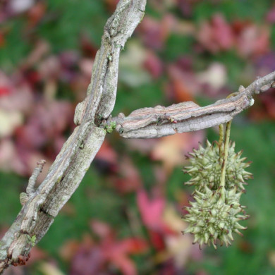 Liquidambar styraciflua