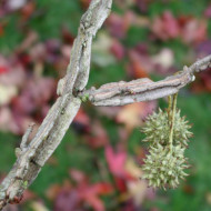 Liquidambar styraciflua