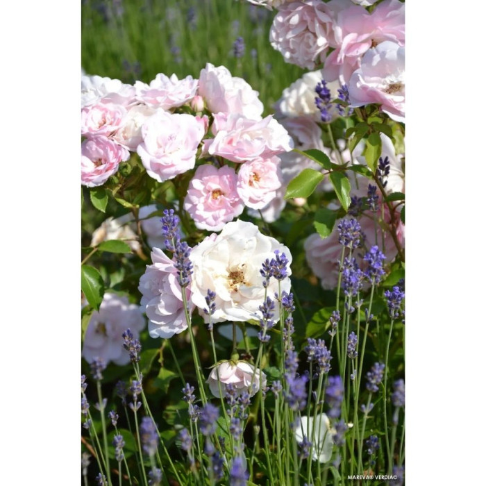 Rosier paysager DECOROSIERS® Mareva®