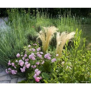 Rosier paysager DECOROSIERS® Mareva®