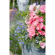 Rosier paysager DECOROSIERS® Mareva®