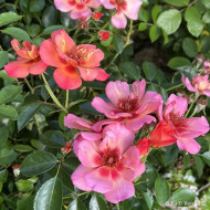 Rosier paysager DECOROSIERS® Baïa®