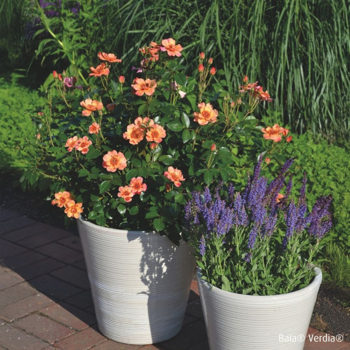 Rosier paysager DECOROSIERS® Baïa®