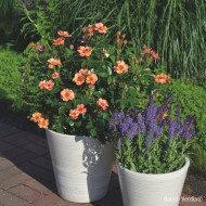 Rosier paysager DECOROSIERS® Baïa®
