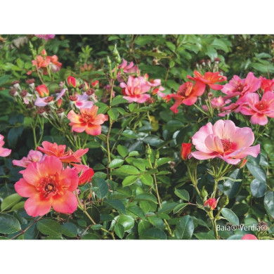 Rosier paysager DECOROSIERS® Baïa®