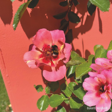Rosier paysager DECOROSIERS® Baïa®