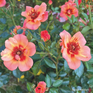 Rosier paysager DECOROSIERS® Baïa®