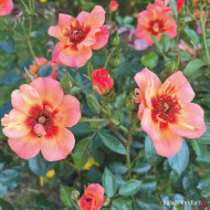 Rosier paysager DECOROSIERS® Baïa®