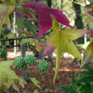 Liquidambar styraciflua