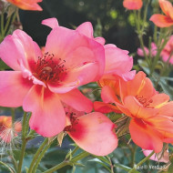 Rosier paysager DECOROSIERS® Baïa®