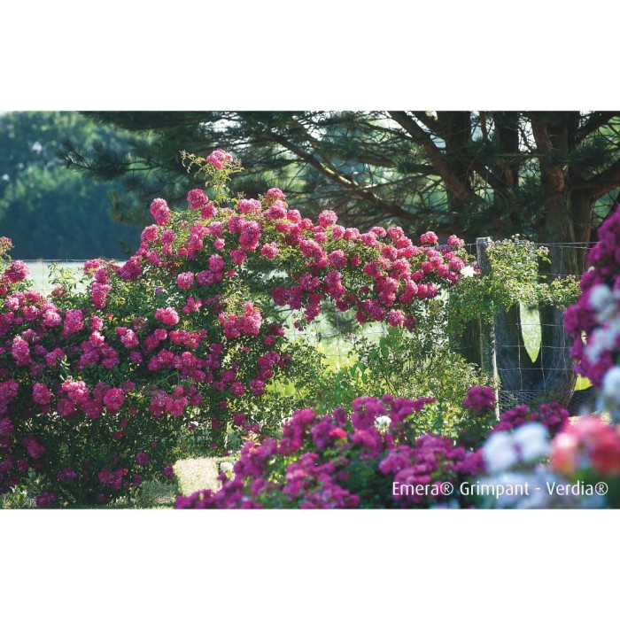 Rosier grimpant DECOROSIERS® Emera®