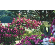 Rosier grimpant DECOROSIERS® Emera®