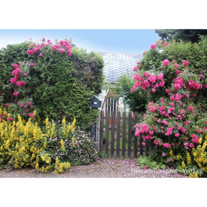 Rosier grimpant DECOROSIERS® Emera®