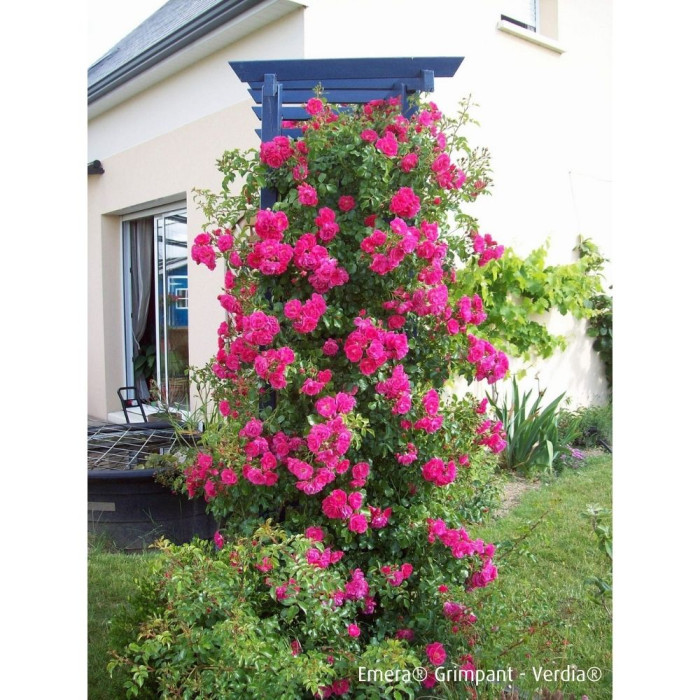Rosier grimpant DECOROSIERS® Emera®