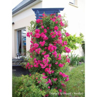 Rosier grimpant DECOROSIERS® Emera®
