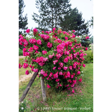 Rosier grimpant DECOROSIERS® Emera®