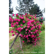 Rosier grimpant DECOROSIERS® Emera®