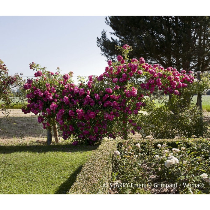 Rosier grimpant DECOROSIERS® Emera®