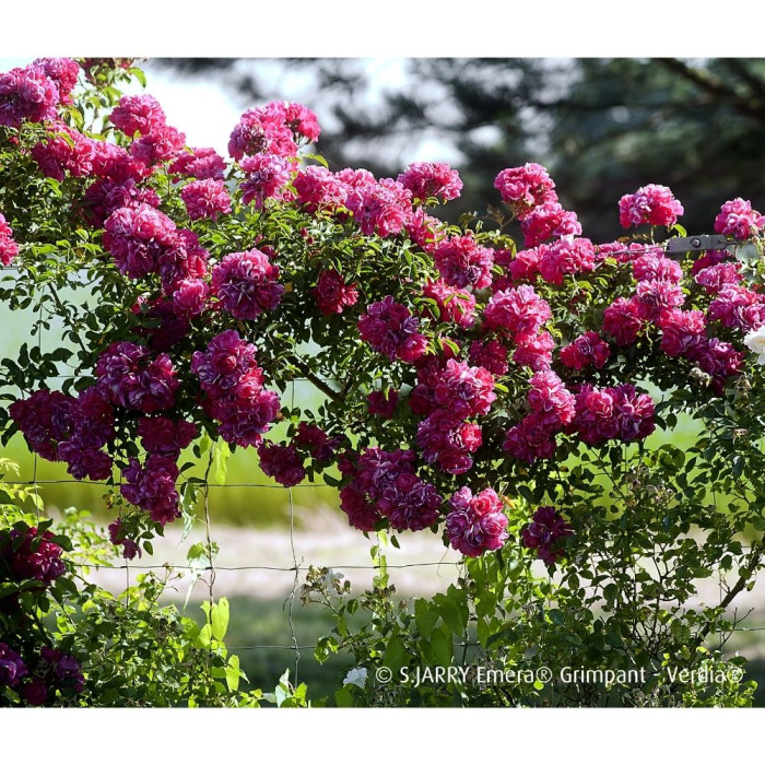 Rosier grimpant DECOROSIERS® Emera®