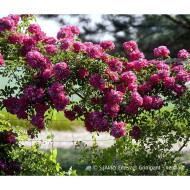 Rosier grimpant DECOROSIERS® Emera®