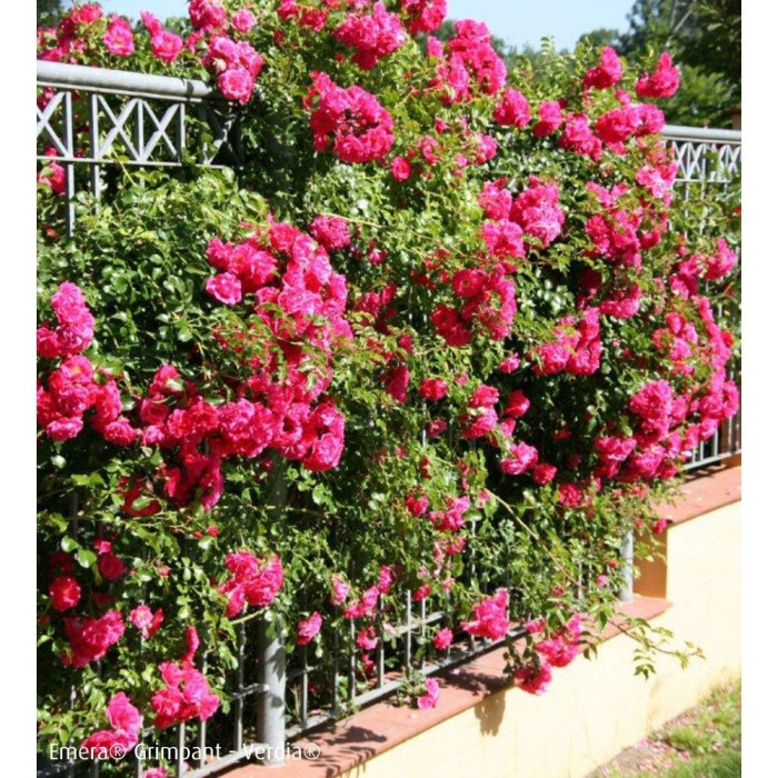 Rosier grimpant DECOROSIERS® Emera®