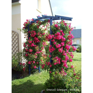 Rosier grimpant DECOROSIERS® Emera®