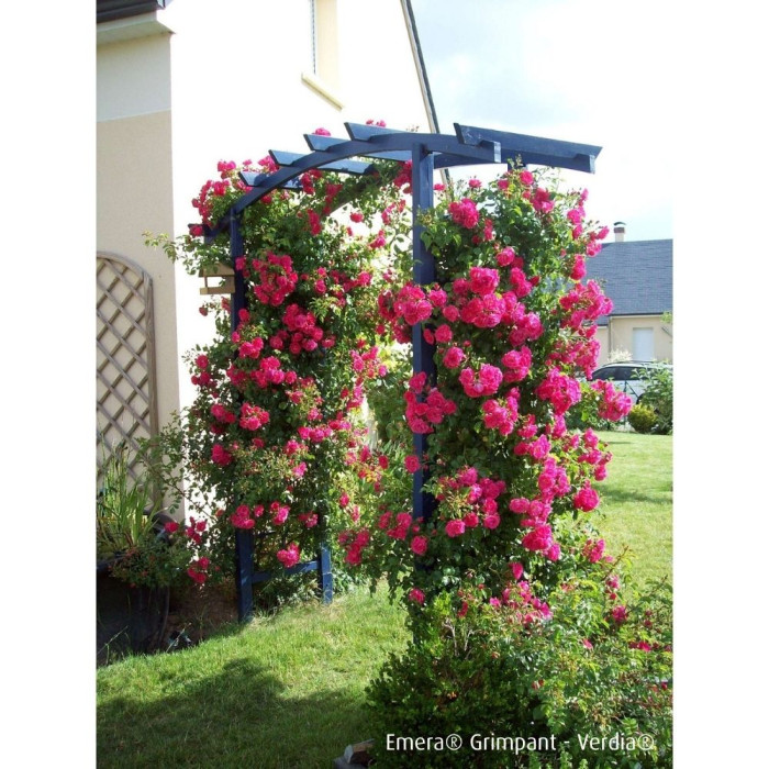Rosier grimpant DECOROSIERS® Emera®