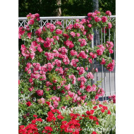 Rosier grimpant DECOROSIERS® Emera®