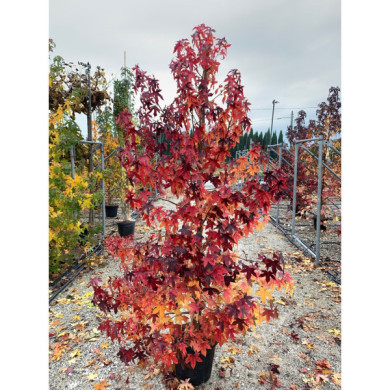 Liquidambar styraciflua