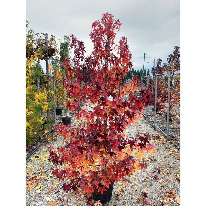 Liquidambar styraciflua