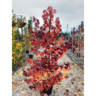 Liquidambar styraciflua